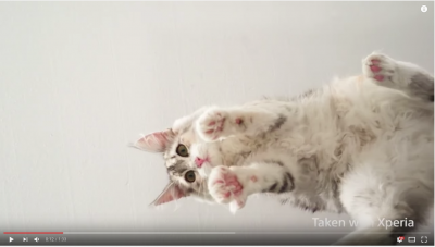 YouTubeに猫のスローモーション動画をアップたら、再生数が伸びそうですね